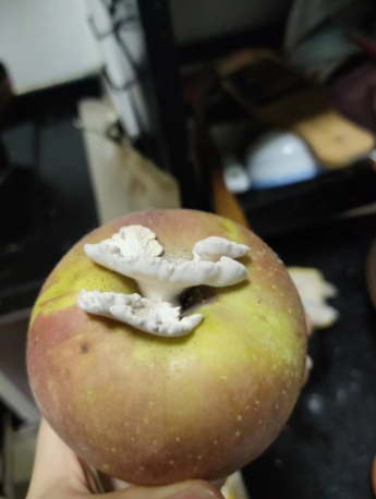 苹果长出白色蘑菇。