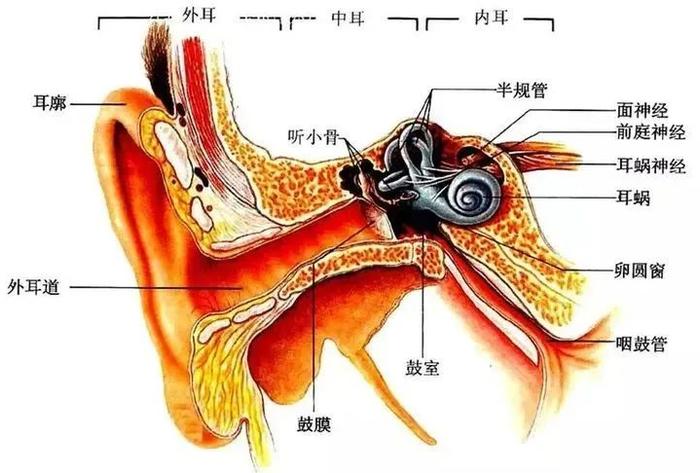 面听神经解剖图片