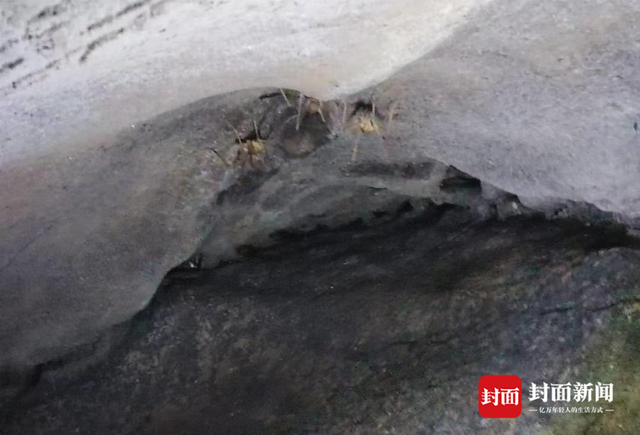 当地深入神龙洞内发现的其它昆虫（宣汉县林业局供图）