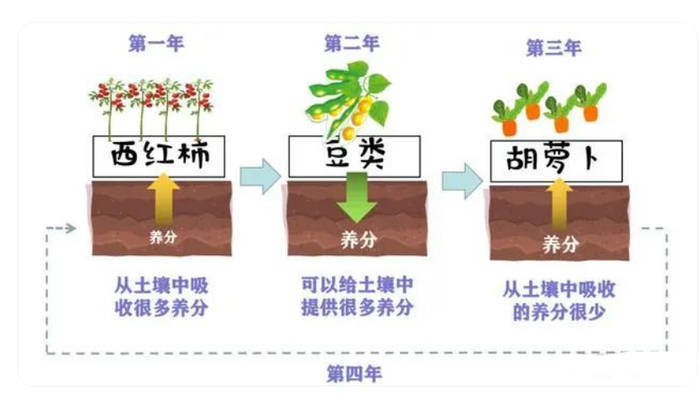 【农业地理】什么是轮作、间作、套种、免耕、垄作、连作、休耕,高考地理中的粮食安全!