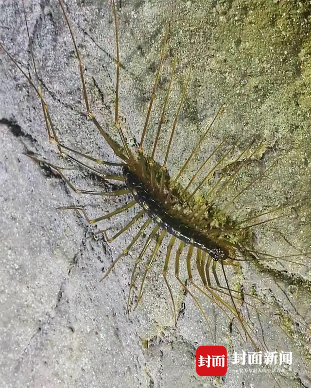 当地深入神龙洞内现场查看发现的蜈蚣（宣汉县林业局供图）