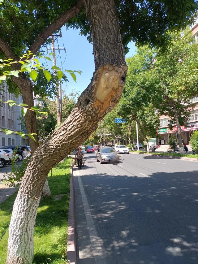 乌鲁木齐街头十大"歪脖子"树成路人"拦路虎",看看你见过几棵