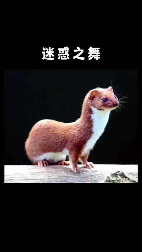 黄鼠狼迷惑之舞