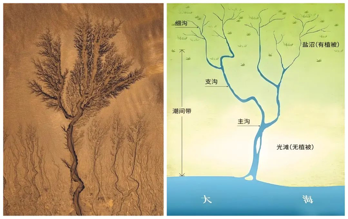 【水文地理】高考地理中的辫状水系与潮汐树,世界最长十大河流|潮沟|尼罗河|俄罗斯|密西西比河|埃及_新浪新闻