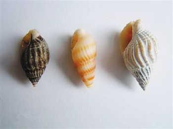 织纹螺（图源：宁波市场监管）