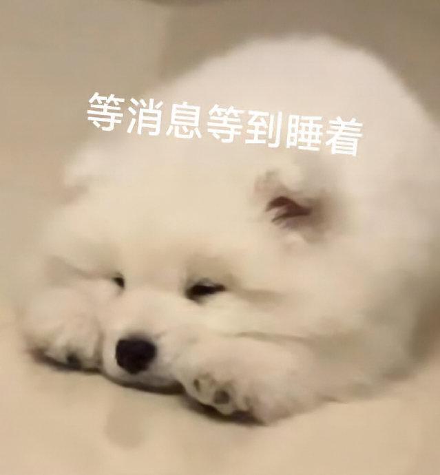 小猫小狗表情包