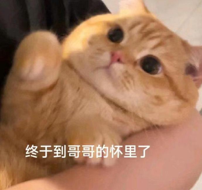 小猫小狗表情包