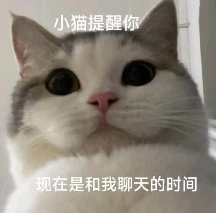 小猫小狗表情包