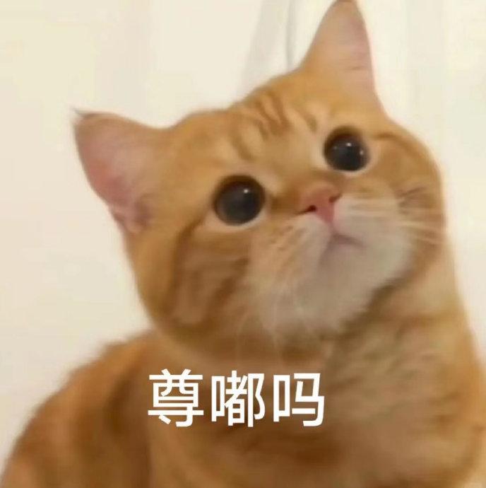 小猫小狗表情包