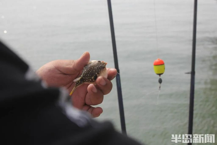 市民在青岛胶州湾钓到河豚。资料图片
