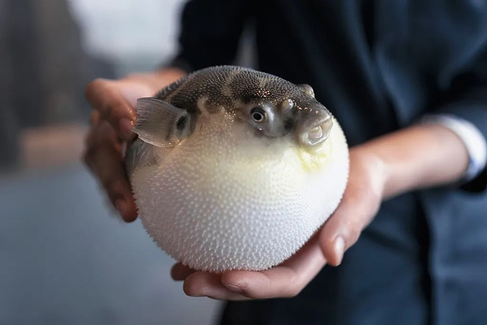 河豚生气膨胀 图据视觉中国