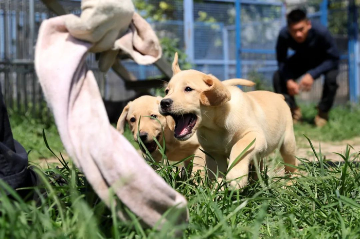 小警汪进行衔取欲训练。摄影：王壮飞 / 中国日报