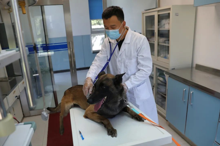 兽医在对警犬进行体检。摄影：王壮飞 / 中国日报