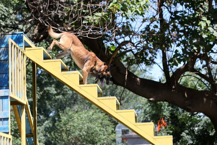 警犬在训练中。摄影：王壮飞 / 中国日报