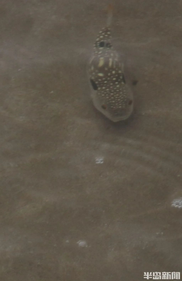 青岛海滨游弋的河豚 资料图片