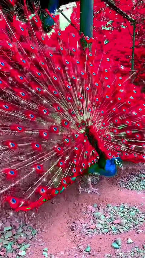 美丽罕见的红孔雀开屏