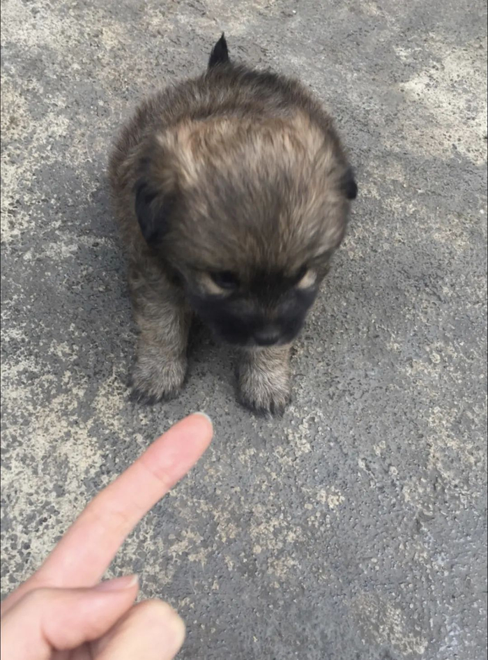 主人晒家里小土狗的成长对比照,网友惊呼:好像开盲盒!