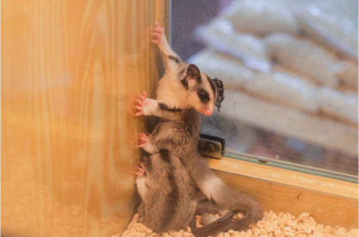 图为新官园花鸟鱼虫市场内销售的蜜袋鼯。