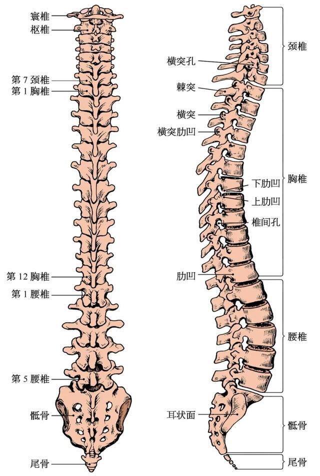 脊柱分5个区域