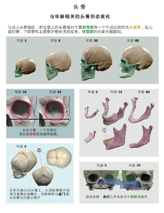 随着年龄的增长,相应的头骨也会发生变化～ 在出生时