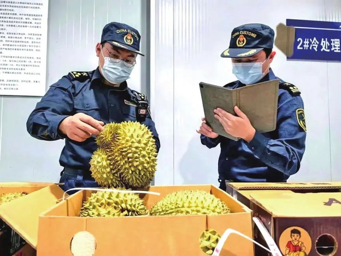 工作人员正在查验进口榴莲 云南省商务厅供图