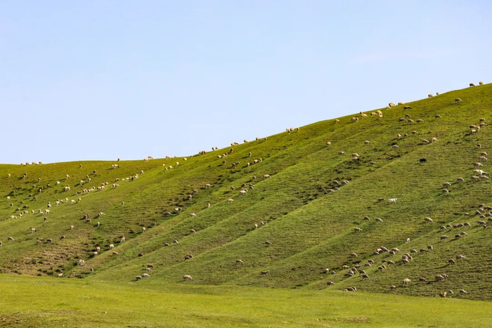 ▲2024年8月17日，内蒙古一望无际的草原上碧草连天。图/IC photo