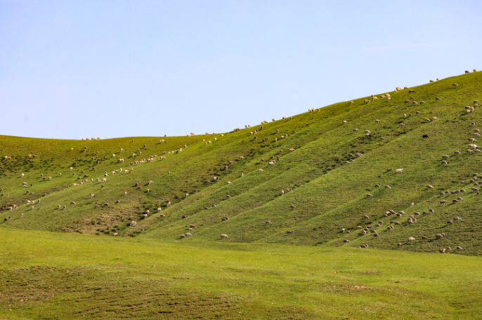 ▲2024年8月17日，内蒙古一望无际的草原上碧草连天。图/IC photo