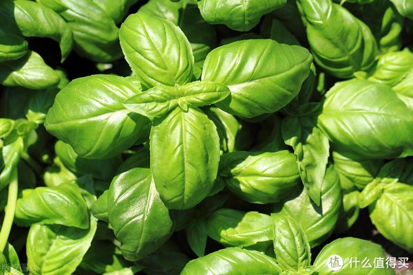 12种西餐常见香草大揭秘，让你的味蕾舞动起来