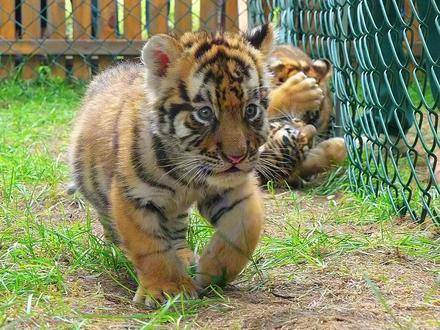 旋转奔跑 东北虎 小虎 专治不乐 可爱爆表 守护野生动物 动物