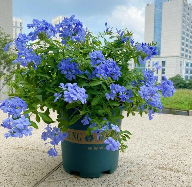 太阳花_新浪新闻