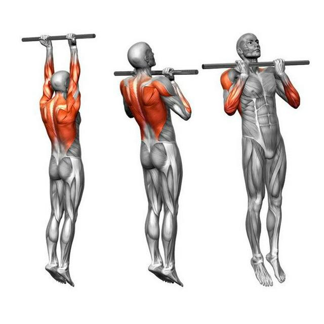 引体向上|上肢|肌肉_新浪新闻