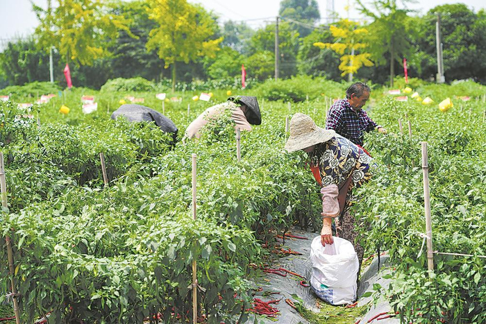     种植户采收辣椒