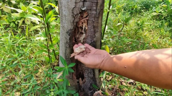 乐山市民心焦急,多棵行道树被白蚁缠上,他们紧急救治!
