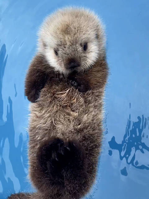 温哥华水族馆里,被救助的孤儿水獭宝宝 tofino
