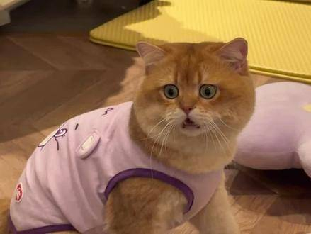 首次在小猫的面容上见到了惊讶的表情!