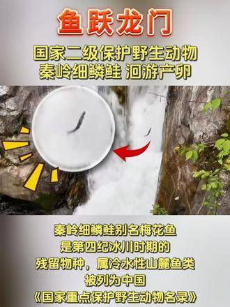 国家二级保护野生动物 "秦岭细鳞鲑" 开启洄游产卵之旅 细鳞鲑 保护