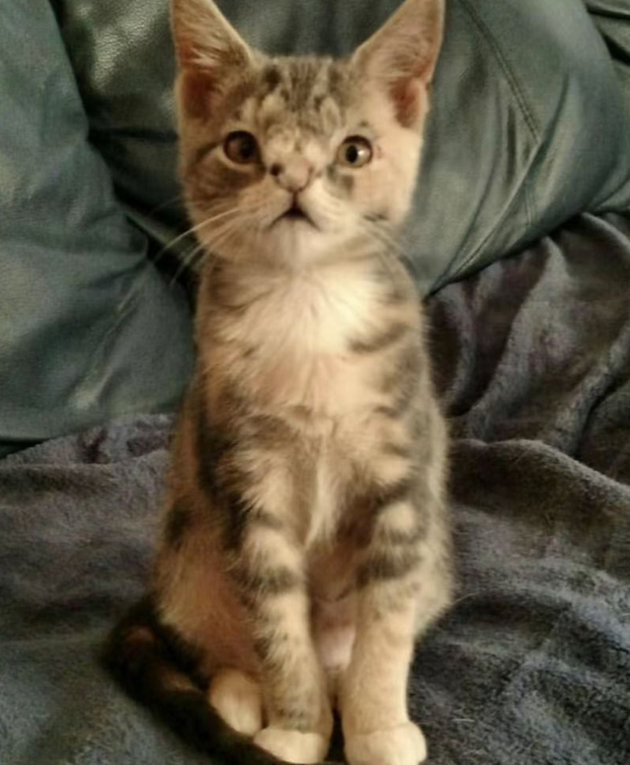 歪果奶猫天生无眼还患有脑积水一度濒死,现在的样子…被养得像只熊猫?