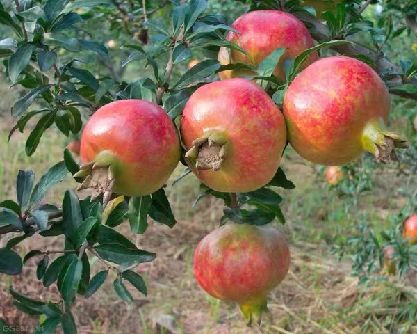 探寻会泽盐水石榴古树王