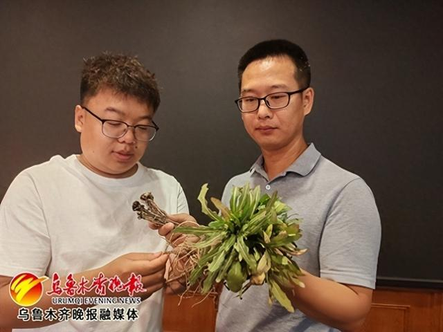 　　新疆农业科学院农作物品种资源研究所副研究员高强（右）与同事展示生长中的橡胶草。 记者江斌伟摄