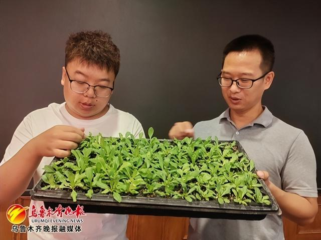 　　新疆农业科学院农作物品种资源研究所副研究员高强和同事展示生长中的橡胶草幼苗。记者江斌伟摄