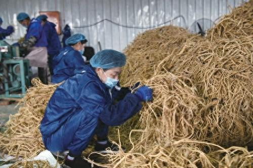 工人正在对黄芪进行切片处理。 闫杰 摄