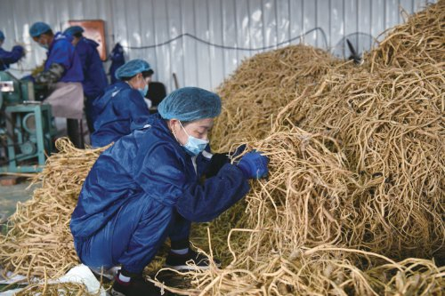 　　工人正在对黄芪进行切片处理。　闫杰　摄