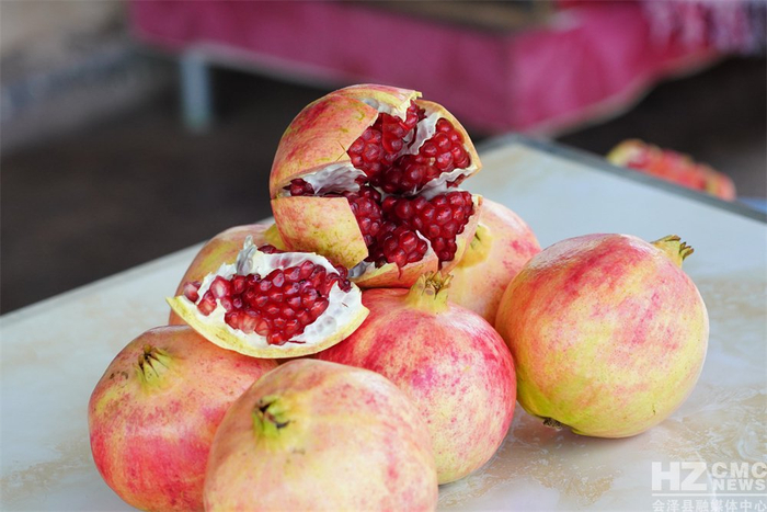 探寻会泽盐水石榴古树王