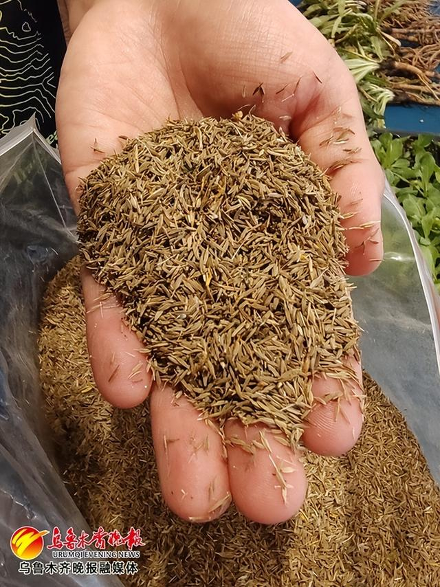 　　橡胶草种子。记者江斌伟摄