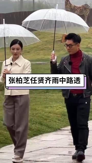 任贤齐张柏芝关系如何图片