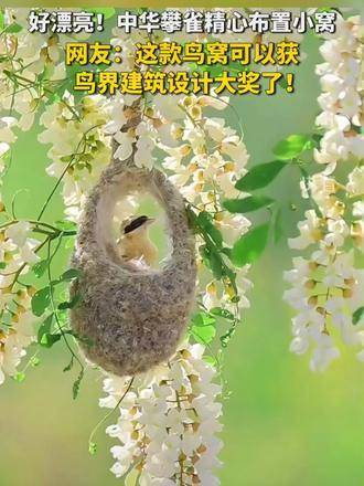 中华攀雀用心装扮小巢,网友纷纷表示:这款鸟窝堪称鸟界建筑设计的巅峰