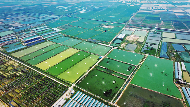 大荔县范家镇水产养殖基地。（记者 王东宇 摄）