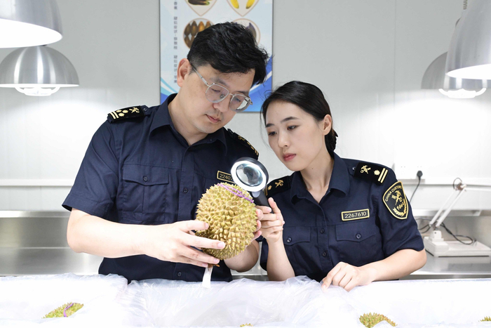 8月27日，浦东机场海关关员对进口鲜食榴莲开展查检工作。  谢宗赢 摄
