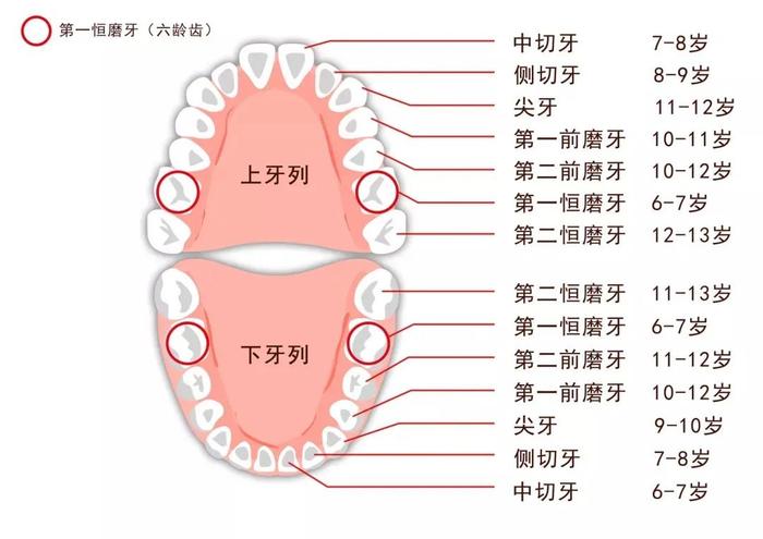 为什么会长双排牙图片