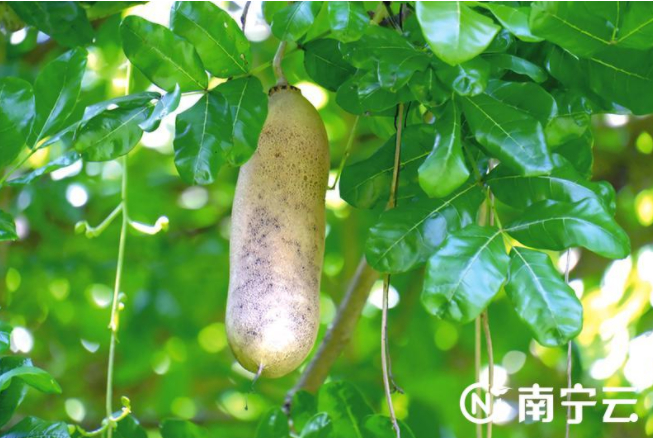 人民公园|吊瓜树|吊瓜_新浪新闻